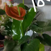 گل.کلکسیونی ۳۰|کلکسیون و سرگرمی|بروجرد, |دیوار