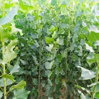 نهالستان انواع  بادام درجه یک شهر نهال|خدمات باغبانی و درختکاری|ملایر, |دیوار