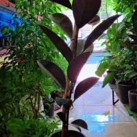 گل های اپارتمانی باغچه ی