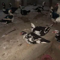 فروش گله اردک خارجی نر وماده درشت|حیوانات مزرعه|ساری, |دیوار