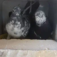 سه جفت جفت مسافتی به شرط و دو جفت رنگی و پرشی|پرنده|برازجان, |دیوار