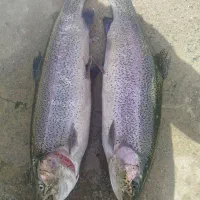 قزل الا|ماهی|محمدبار, |دیوار