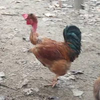 فروش خروس محلی|حیوانات مزرعه|لاهیجان, خالو باغ|دیوار