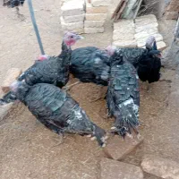 مورقلمو نر و ماده