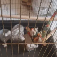 کیف پرنده با قفس جا ابی جا دونی