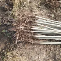 تخفیف ویژه صنوبر و نهال|حراج|سلماس, |دیوار