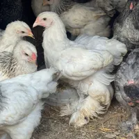 جوجه مرغ خروس برهما امپراطور