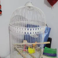 قفس پرنده|لوازم جانبی حیوانات|مشهد, اقبال|دیوار