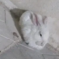 واگذاری خرگوش سالم