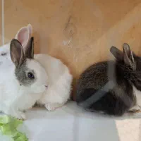 خرگوش بچه خرگوش|موش و خرگوش|خمینیشهر, |دیوار