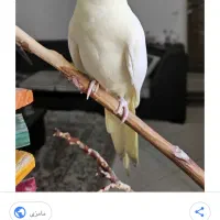 عروس هلندی گم شده