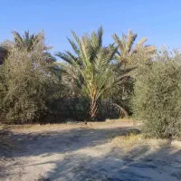 فروش باغ نخلی و زیتون