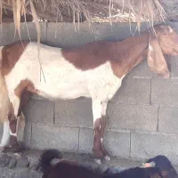 بز ماده|حیوانات مزرعه|قصرقند, |دیوار