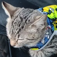 بچه گربه|گربه|کرج, گوهردشت|دیوار