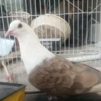 گمشده