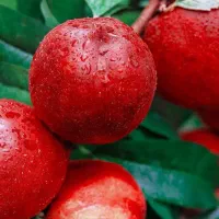 تولید و عرضه نهال شلیل اناری|خدمات باغبانی و درختکاری|کیار, |دیوار