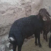 قوچ