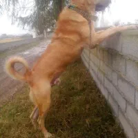 توله سگ ماده اصیل سرابی