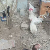 مرغ تخم گذار