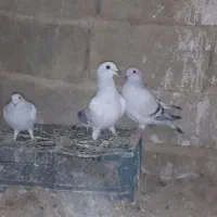 سلام سه کفتر دونر ویک.ماد 1500000|پرنده|کرباسک, |دیوار