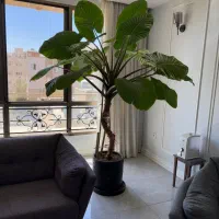 بابا آدم