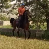 مادیان کره سالار۲