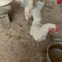 مرغ تخمگذار