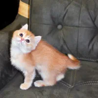 تخفیف شیربهای میوها