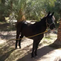 اسب عرب کرد