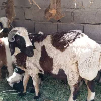 دو عدد بره نر