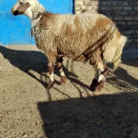 بره قوچی پلنگی نژاد دوقلوزا|حیوانات مزرعه|تربت جام, جامرود|دیوار