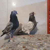 طوقی کله ای