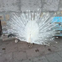 طاووس سفید گم شده|حیوانات|سبزوار, قصبه غربی|دیوار