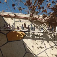 کفتر انگلیسی درجه یک|پرنده|رباط‌کریم, رباط‌کریم|دیوار