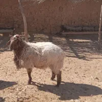 قوچ هترو جوان|حیوانات مزرعه|بجنورد, |دیوار