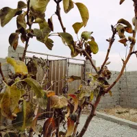 باغ چهار دیواری/ چسب امکانات/ ریشه دار|فروش زمین و ملک کلنگی|شهریار, اصیل آباد|دیوار