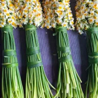 گل نرگس|گل و گیاه طبیعی|اصفهان, رزمندگان|دیوار