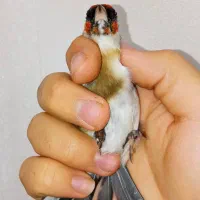 سهره چونه سفید خطی