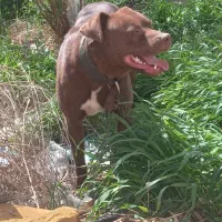 پیتبول آمریکایی فوری