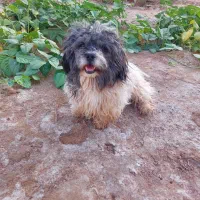 سگ پشمالو|سگ|کارون, |دیوار