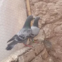 فروش کبوتر پلاکی