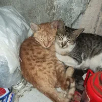 گربه خانگی|گربه|سنندج, |دیوار