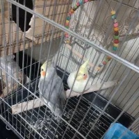 یک جفت عروس هلندی|پرنده|قدس, شهر‌قدس|دیوار