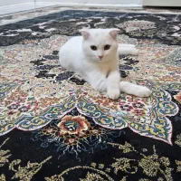 گربه بریتیش