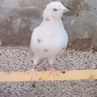 گمشده|پرنده|سیرجان, |دیوار
