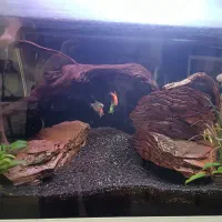 آکواریوم با لوازم|ماهی|پردیس, فاز ۸|دیوار