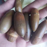 بلوط شیرین|خوردنی و آشامیدنی|سرپل ذهاب, |دیوار