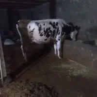 تلیسه آبستن گاوشیری|حیوانات مزرعه|صحنه, |دیوار