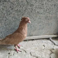 زرد کاکلی نر