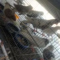 تعدادی کبوتر پرشی